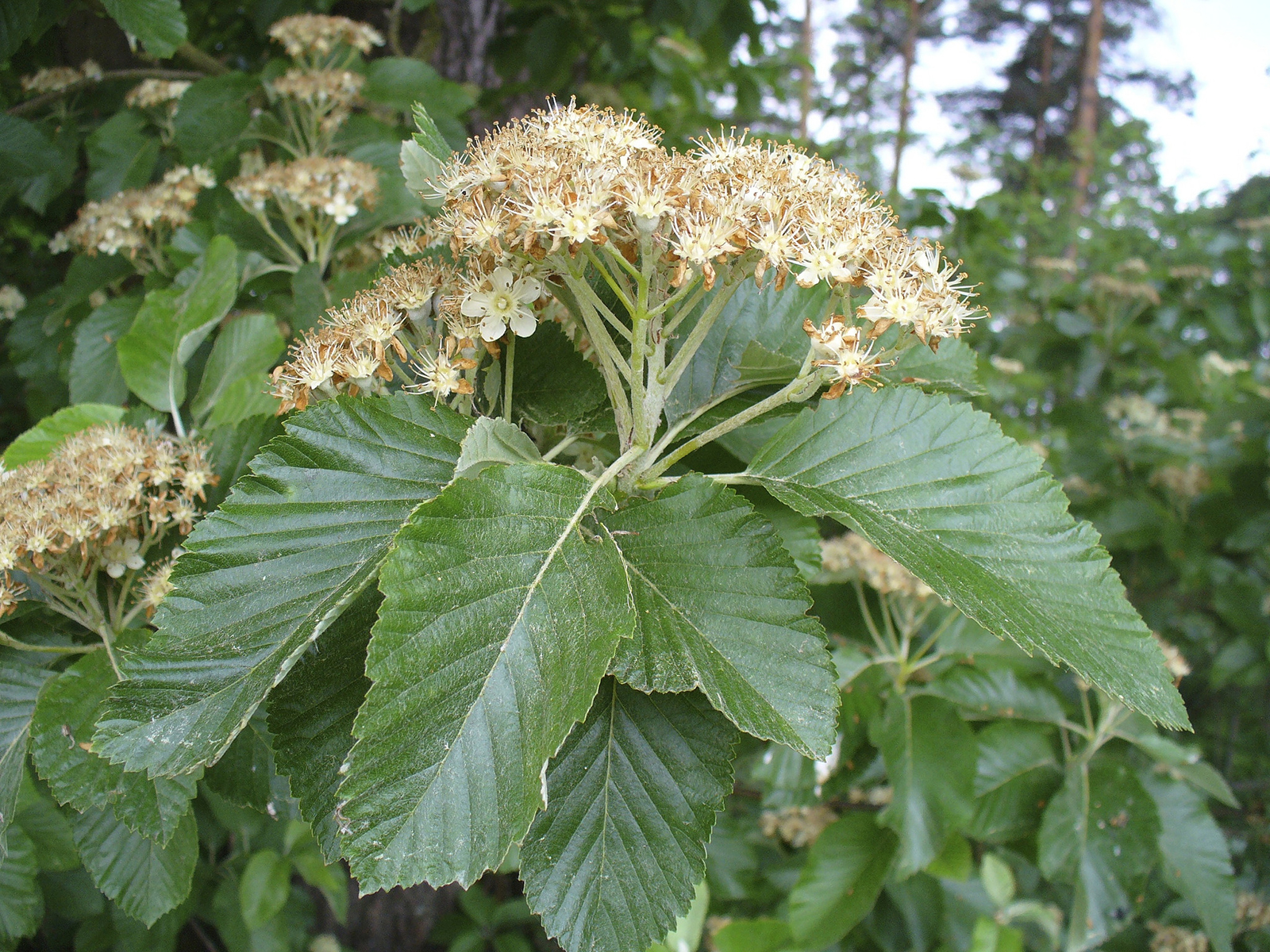 Fleurs et feuilles d'Alisier blanc. Crédits : Sven Gaedtke - Flickr