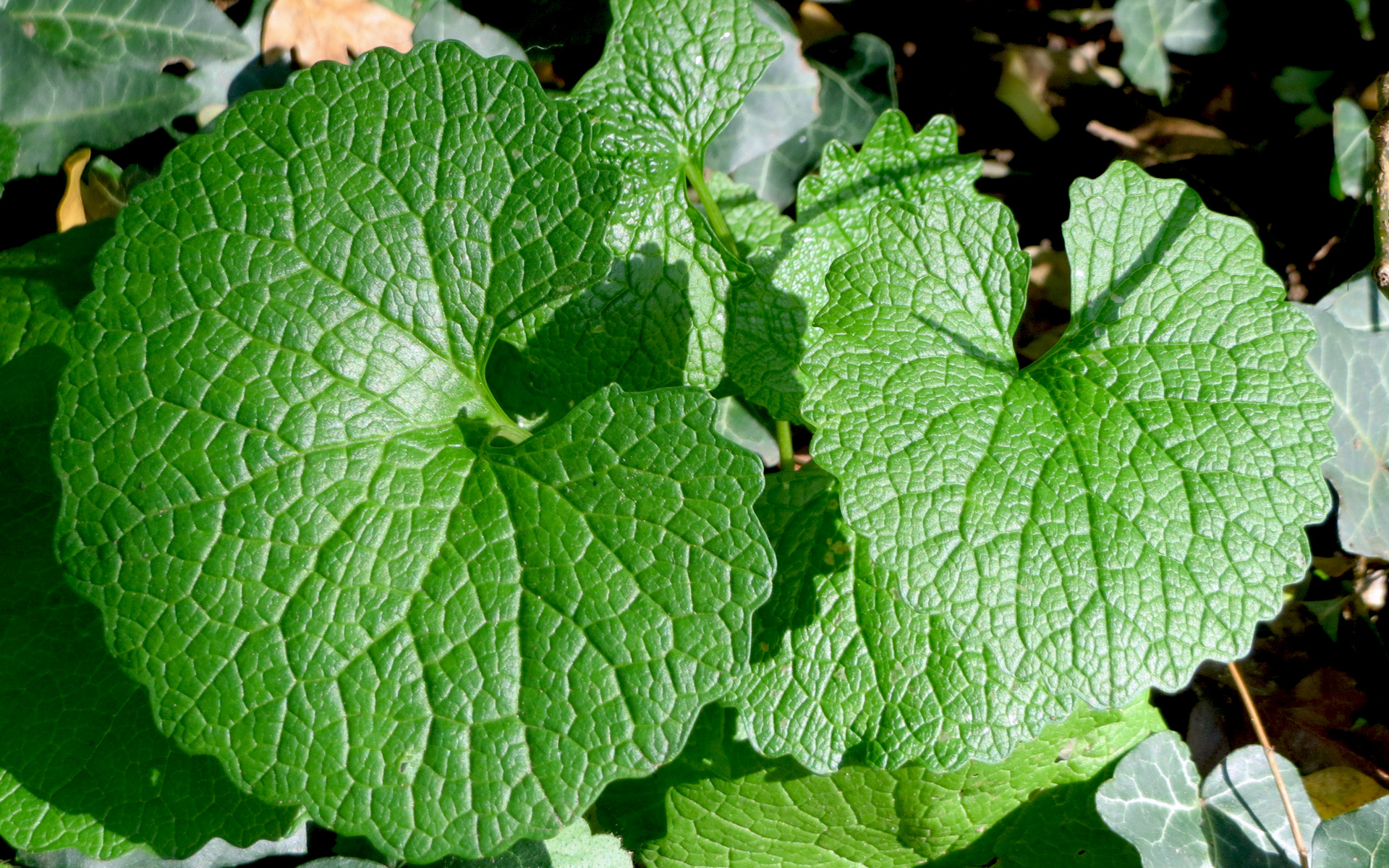 Feuilles d'Alliaire. Crédit : Andreas Rockstein - Flickr