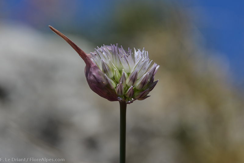 Ail à fleurs aigue