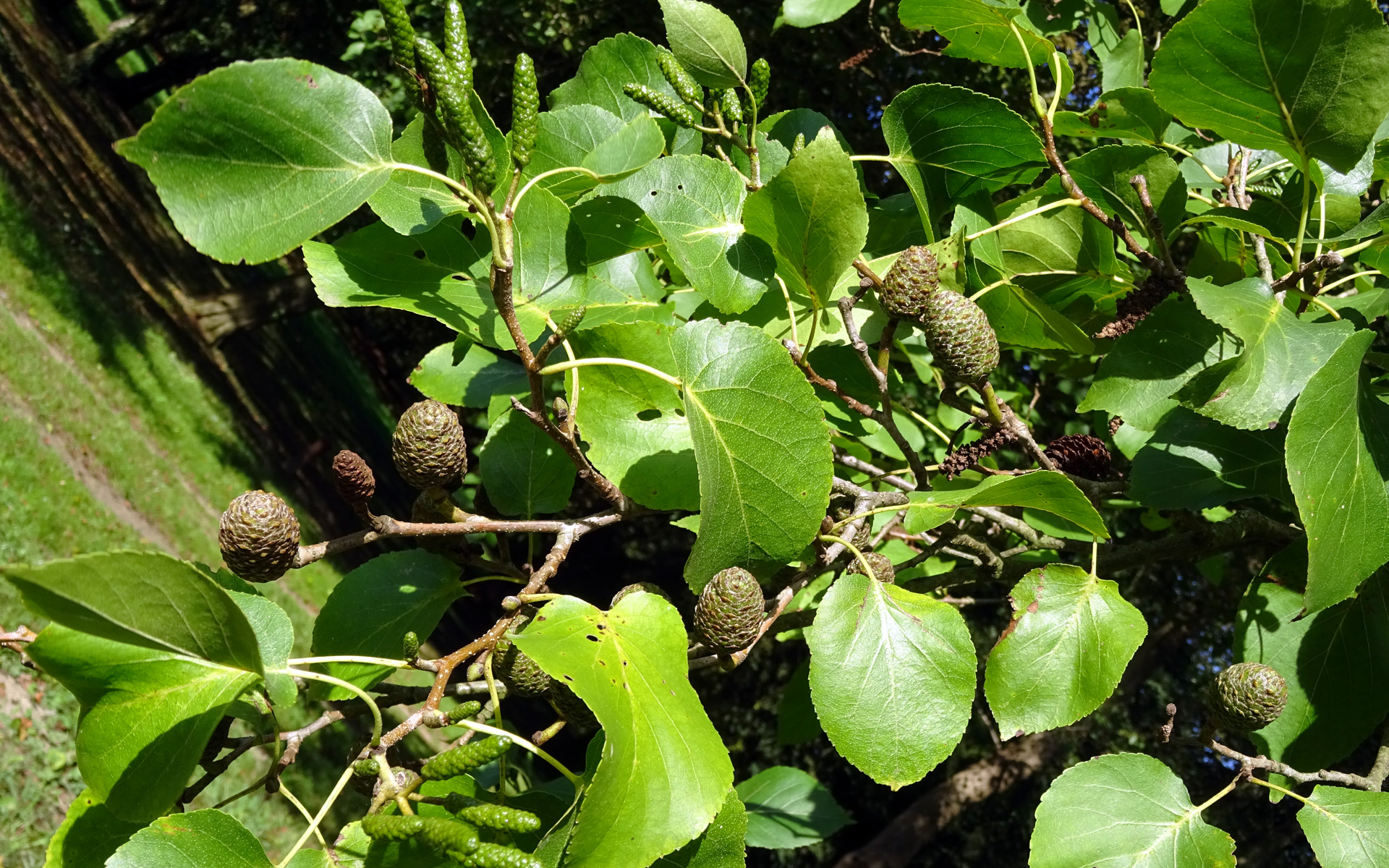 Inflorescences femelles, mâles et fruits de l'Aulne de Corse (Crédit : Olive Titus)