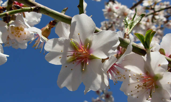 Fleurs d'Amandier (Crédits : Gunera)