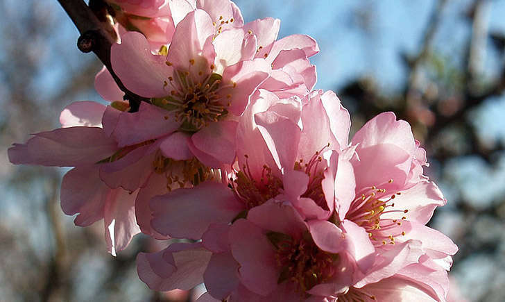 Fleurs d'Amandier (Crédits : Guy Moll)