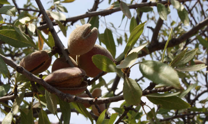 Amandes (Crédits : Thiery)