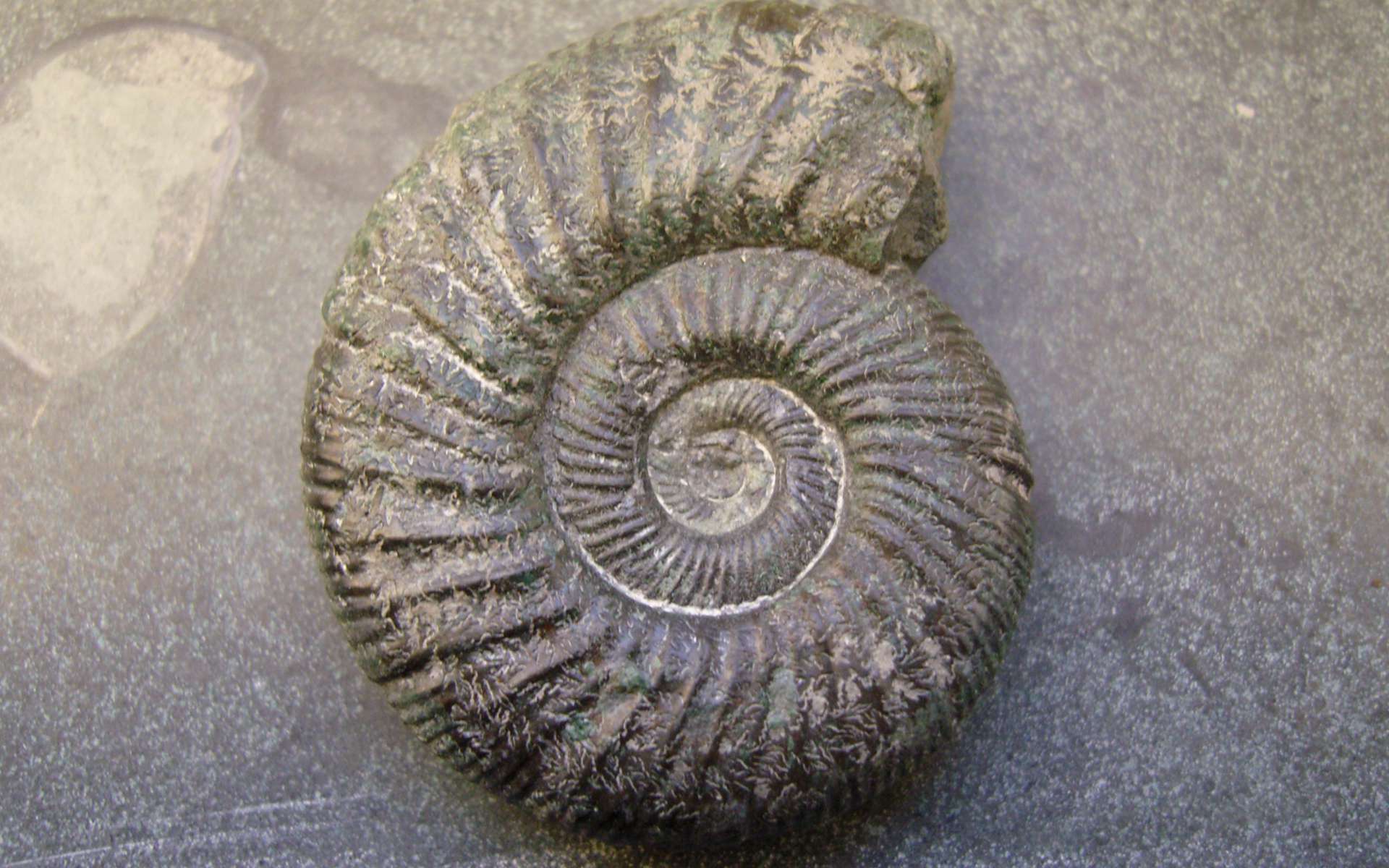 Ammonite (Crédits : Gorissen.M - Flickr)