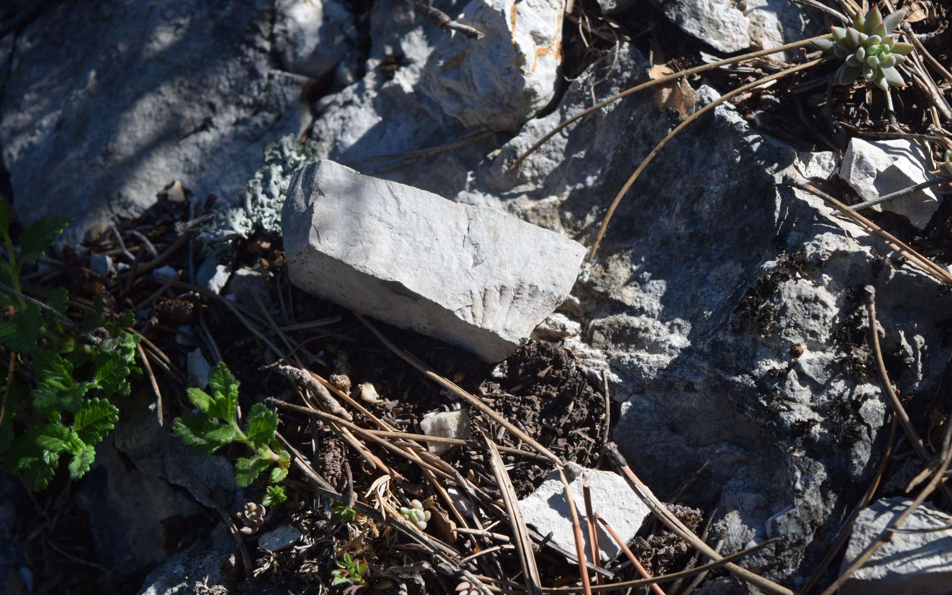 Ammonite - balade des Gorges du Riou (Crédits : Sabine Meneut)