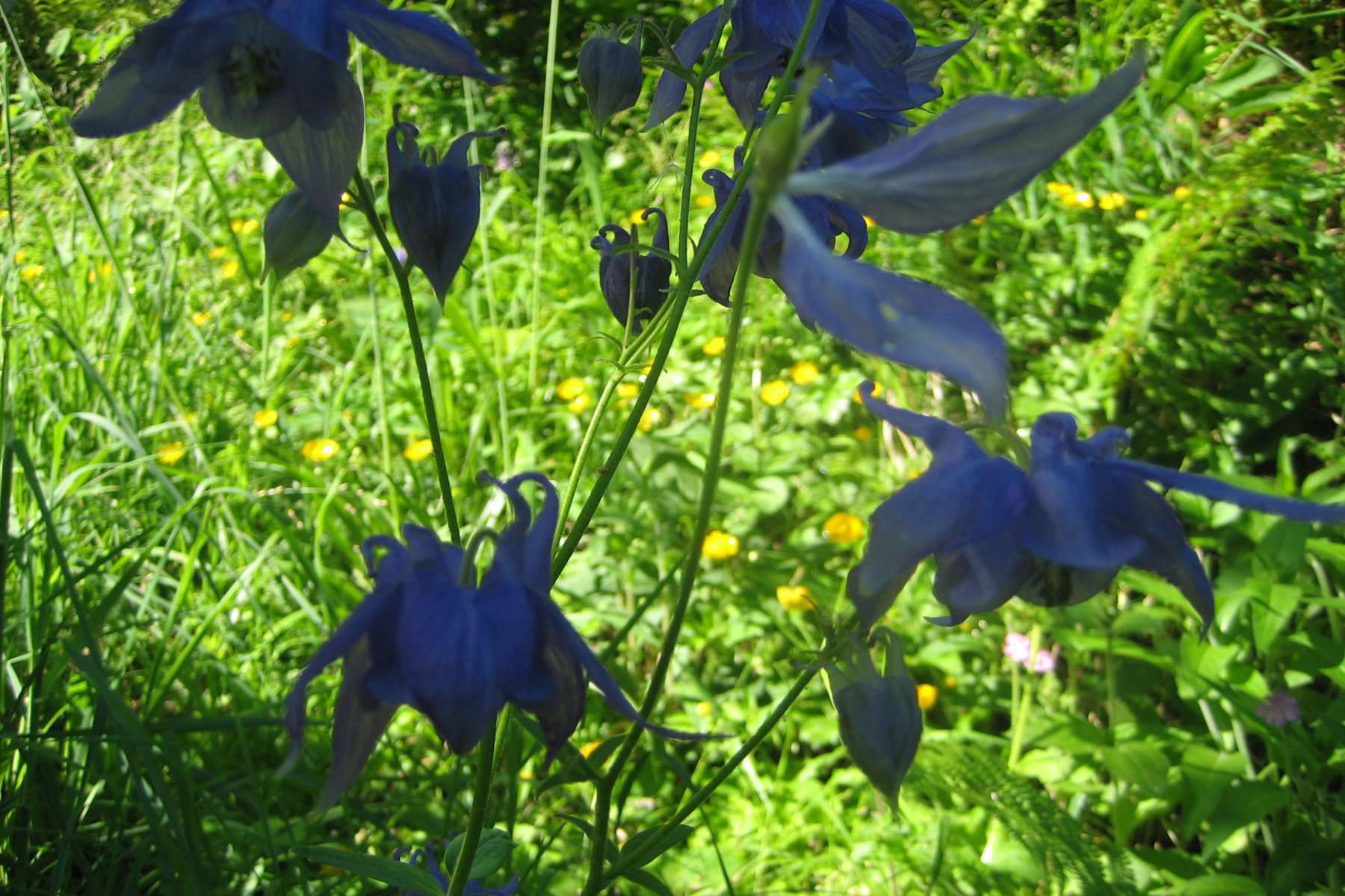 Ancolie des Pyrénées (crédits: Evelyne Liauzun)