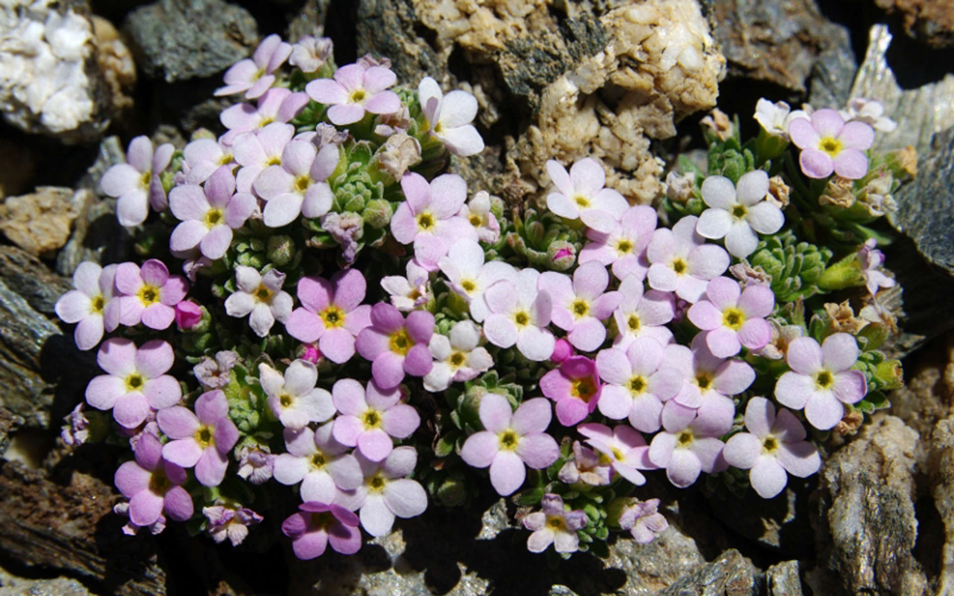 Androsace des Alpes (Crédits: genevieveromier - Flickr)