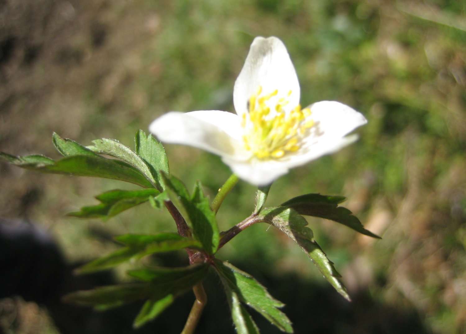 Anémone des bois (crédits: evelyne Liauzun)