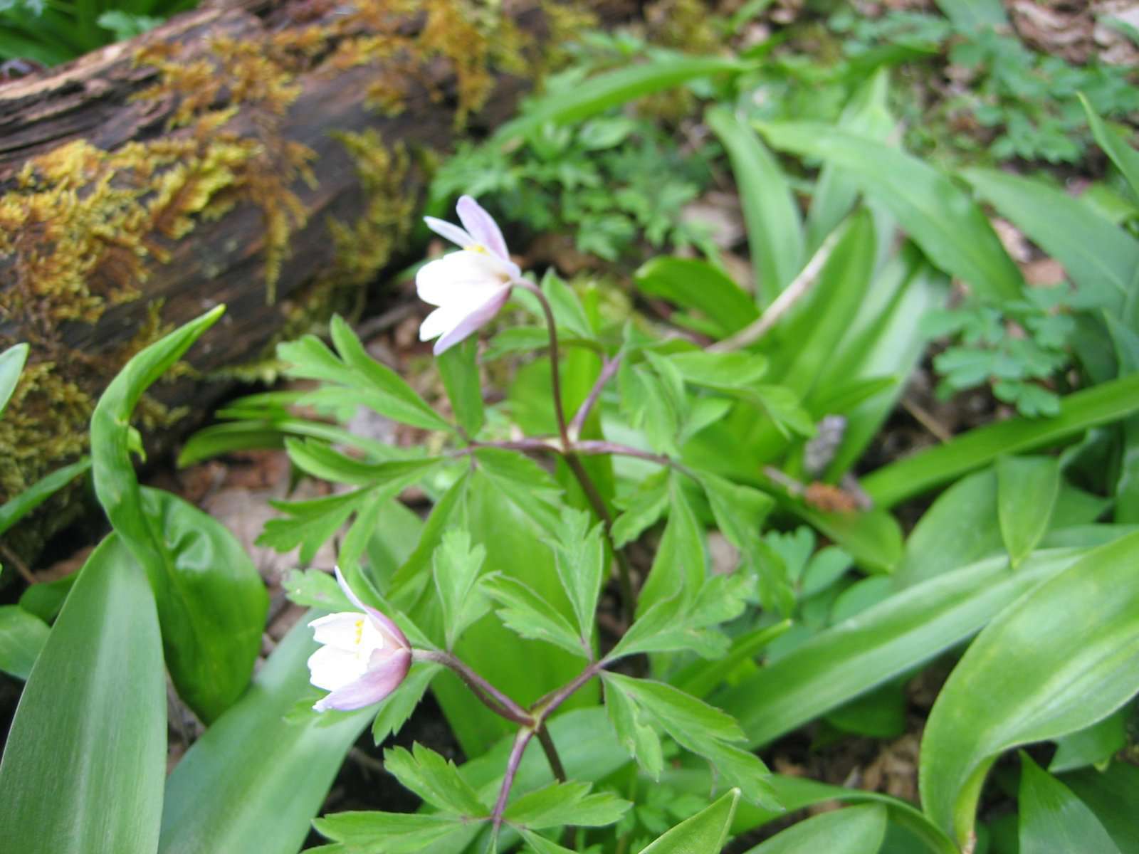 Anémone des bois (crédits: evelyne Liauzun)