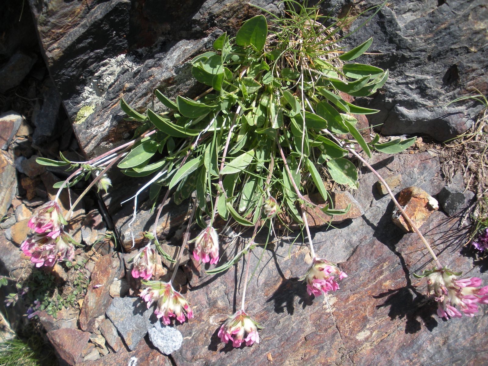 Anthyllide vulnéraire (Crédit : Joan Simon)