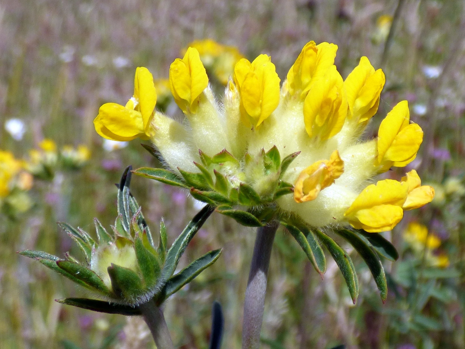 Anthyllide vulnéraire (Crédit : Kidney-vetch)