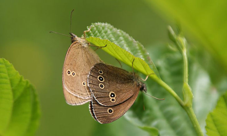 Tristan-Aphantopus hyperantus (crédit: Rosenzweig)