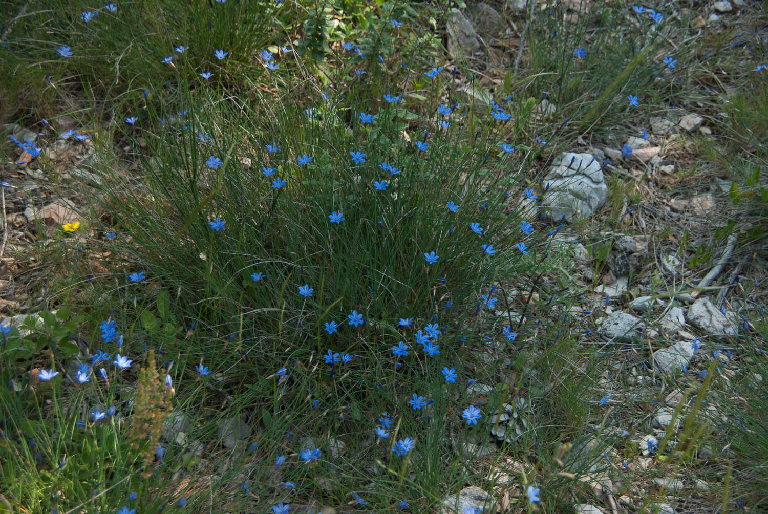 Aphyllante de Montpellier