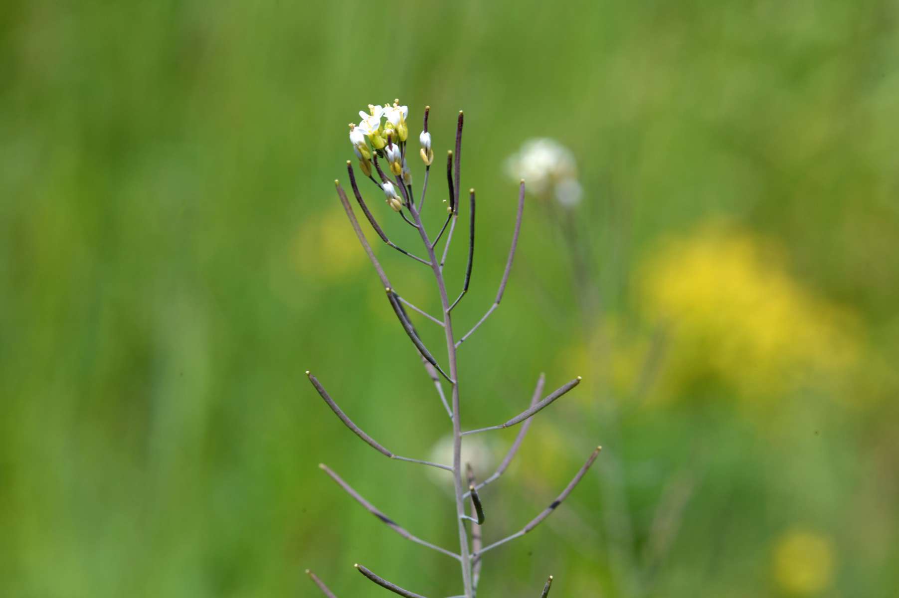 Arabette des dames © Flickr, Flower Photos