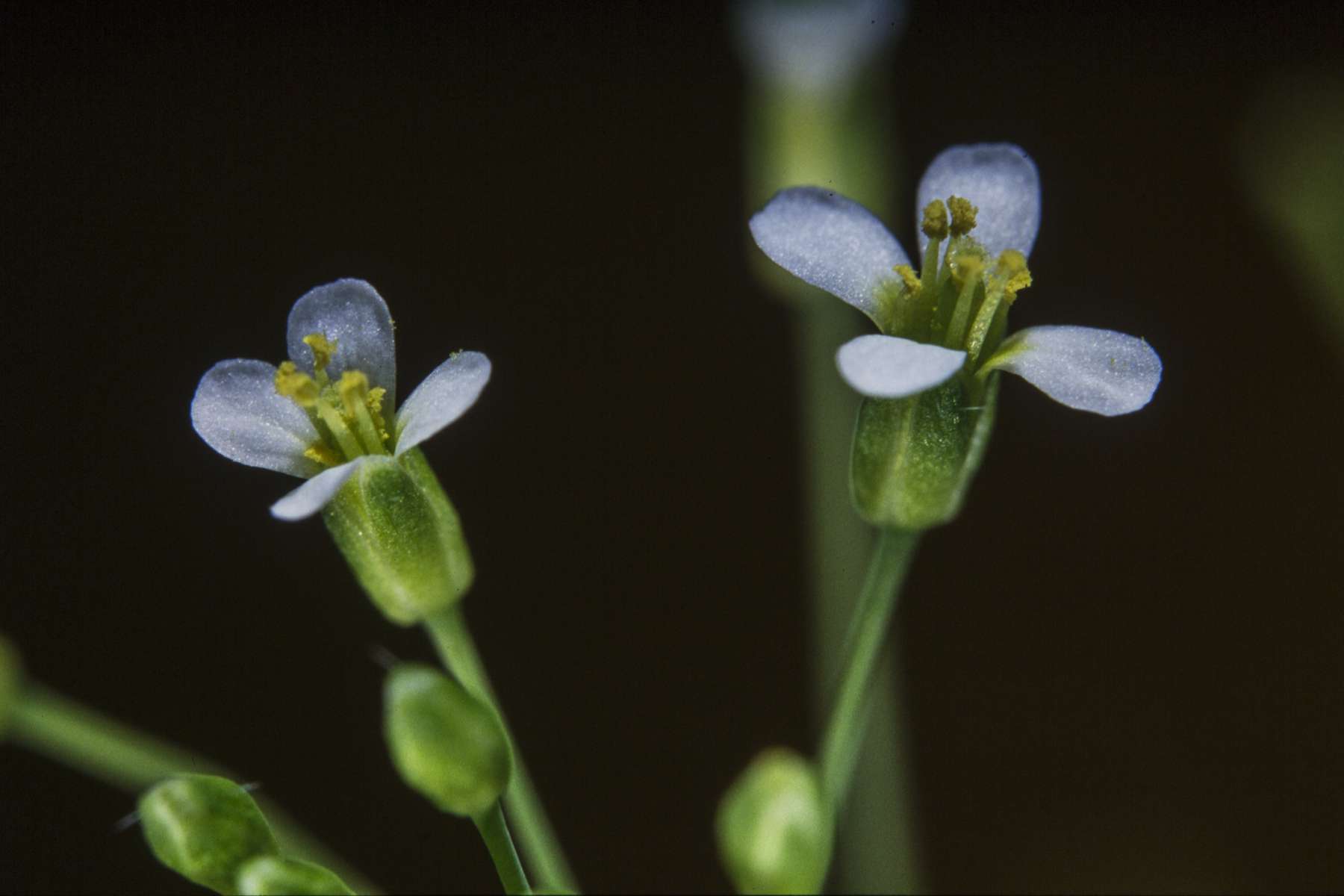 Arabette des dames © Flickr, INRA DIST