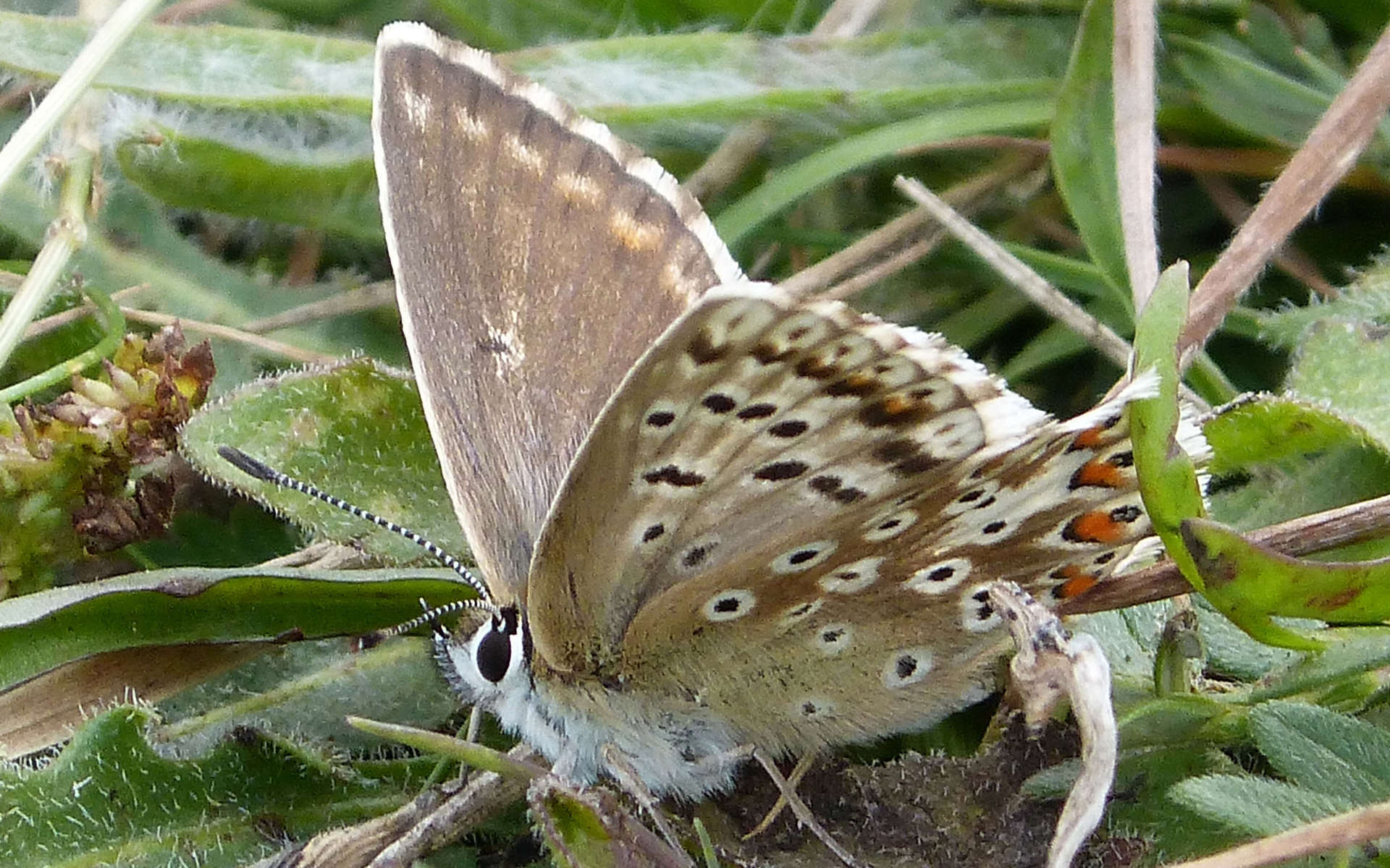 Argus bleu nacré - femelle (Crédits: gailhampshire - Flickr)