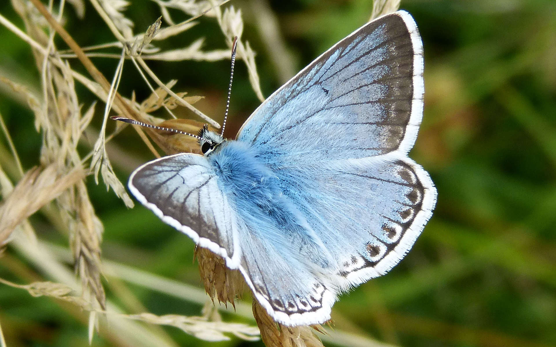 Argus bleu nacré - mâle (Crédits: gailhampshire - Flickr)