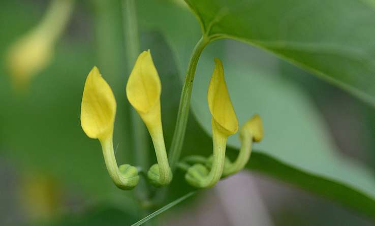 Aristoloche clématite