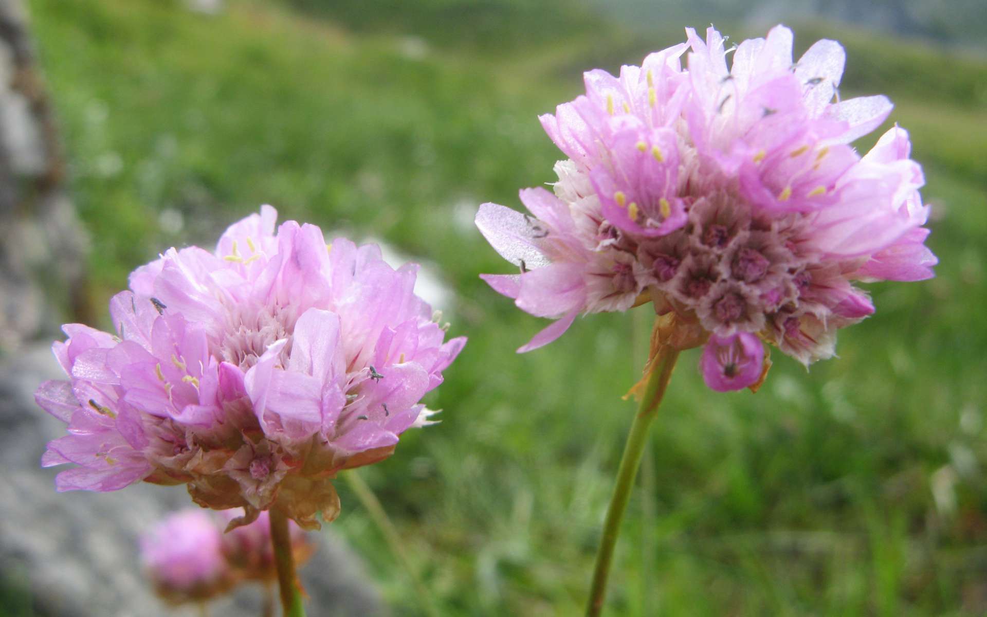 Armérie des Alpes - fleurs (Crédits : Léa Charbonnier)