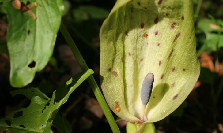 Arum-maculatum-credit-s.-filoche