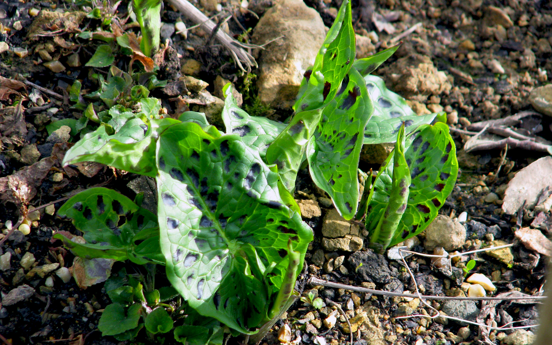 Arum tacheté. Crédit : Peganum - Flickr