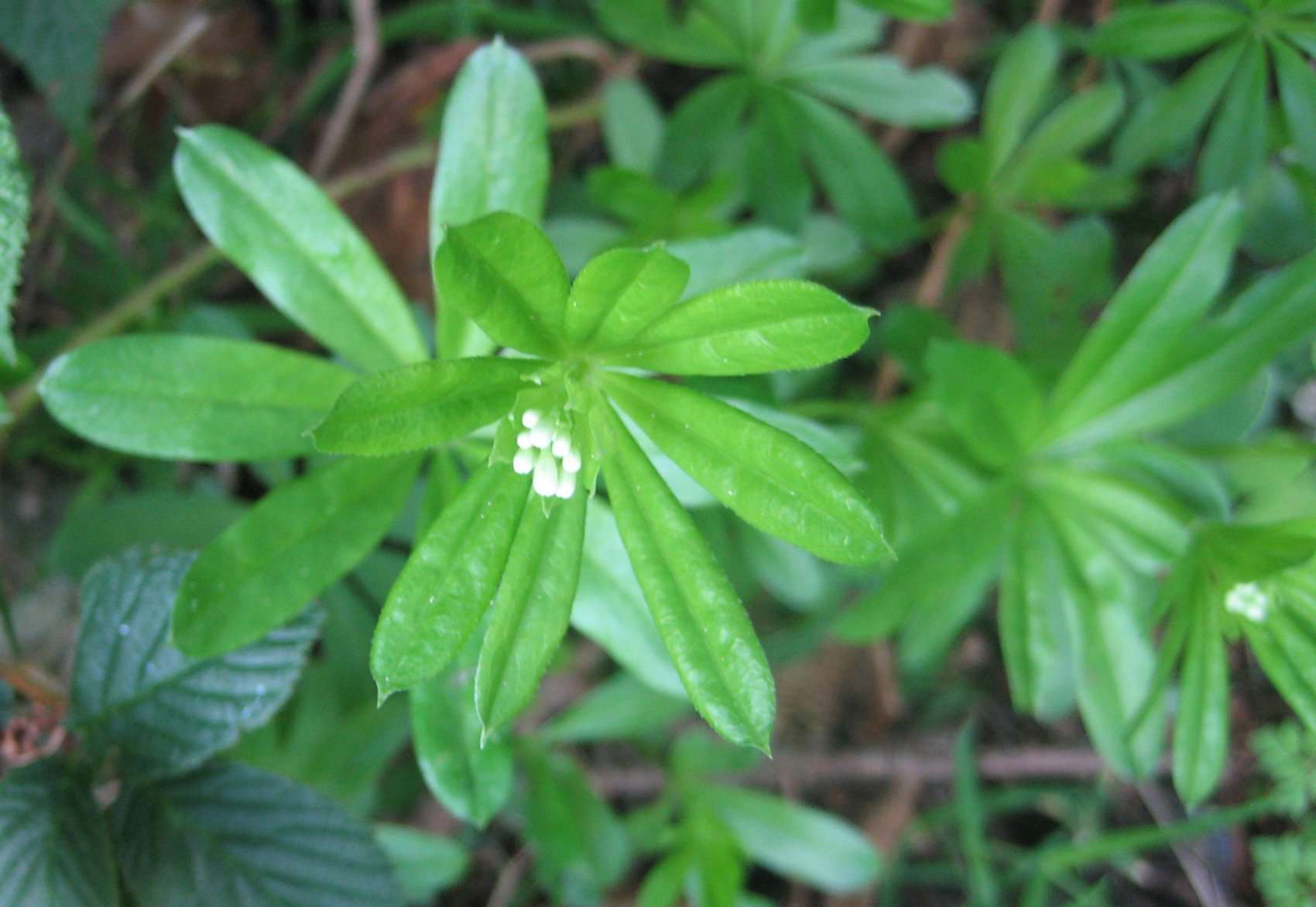 Aspérule odorante (crédits: Evelyne Liauzun)