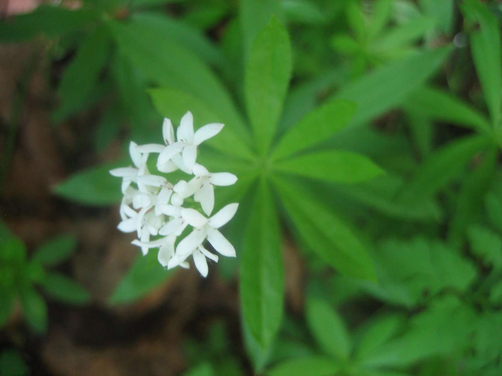 Aspérule odorante (crédits: Evelyne Liauzun)