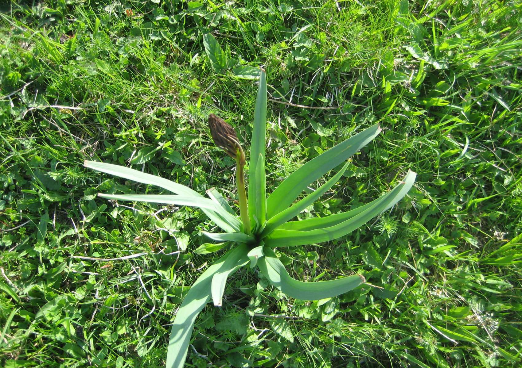 Asphodèle, bractées(crédits: Evelyne Liauzun)