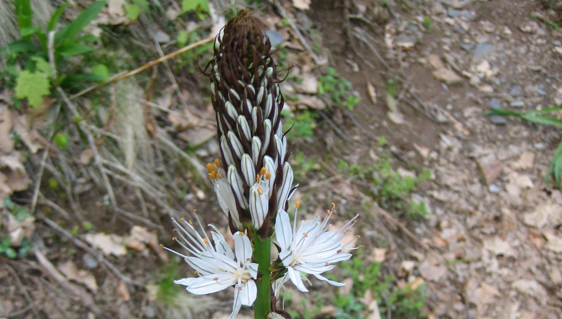 Asphodèle blanc, début de floraison