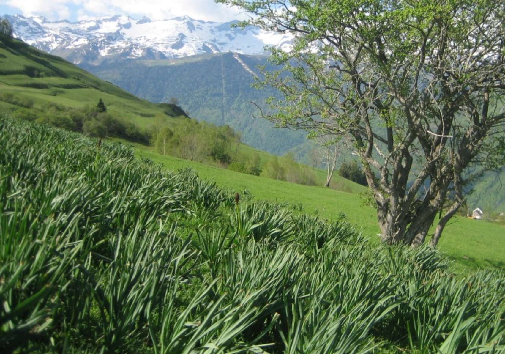 Asphodèle blanc au printemps (crédits: Evelyne Liauzun)