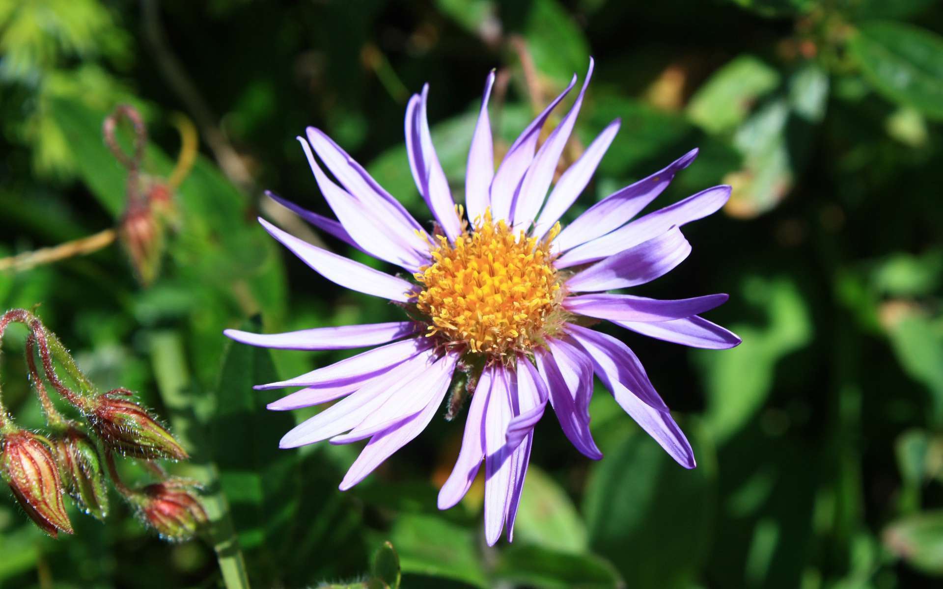 Aster des Alpes - inflorescence (Crédits : Cyril Gautreau)