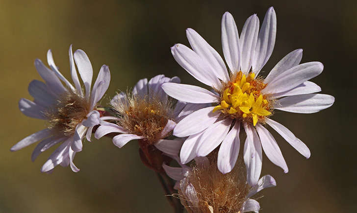 Aster maritime (Crédits: miltos gikas - flickr)