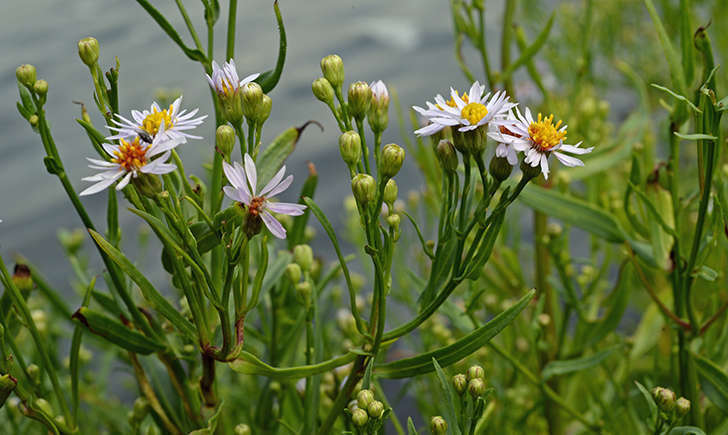 Aster maritime (Crédits: PhotoPhoto33 - flickr)