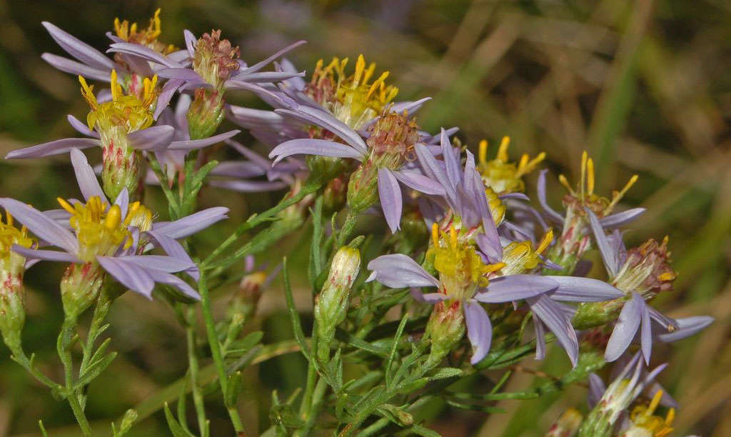 Aster à feuilles de sedum (Credits : Ettore Balocchi)