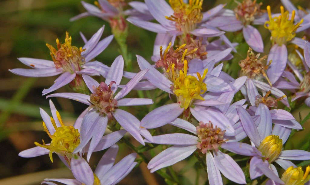 Aster à feuilles de sedum (Credits : Ettore Balocchi)