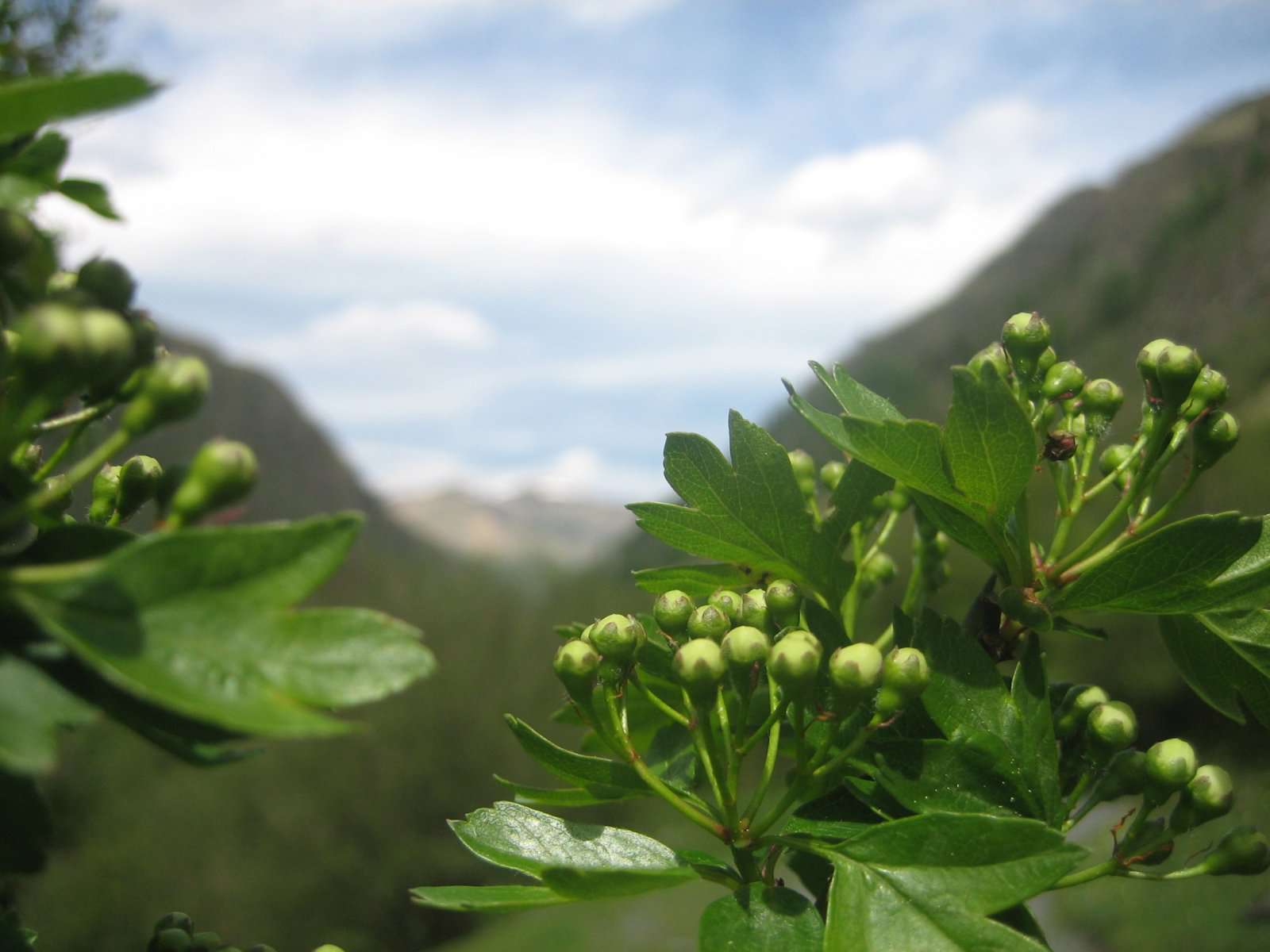 Aubépine, fleurs en bourgeons (crédits: evelyne Liauzun)