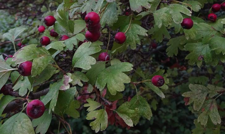 Aubepine-fruits-credits-Fabienne-Guerin