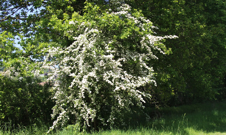 Aubépine (crédit: Quessoy)