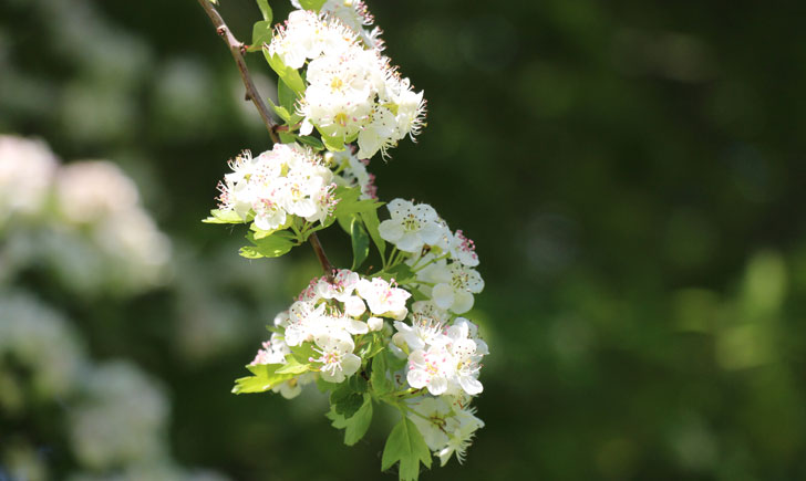 Aubépine (crédit: Quessoy)