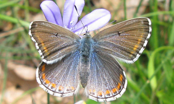 Azuré (Crédits: Jerome albre - flickr)