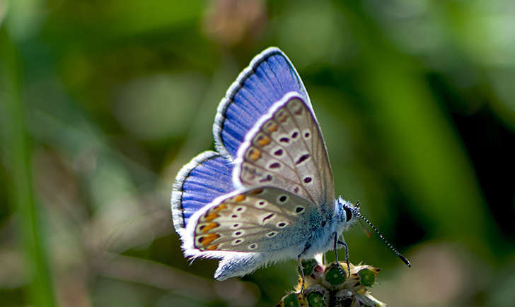 Azuré (Crédits: katya - flickr)