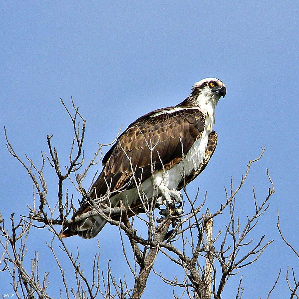 Balbuzard pêcheur posé - Crédit: Bob Peterson