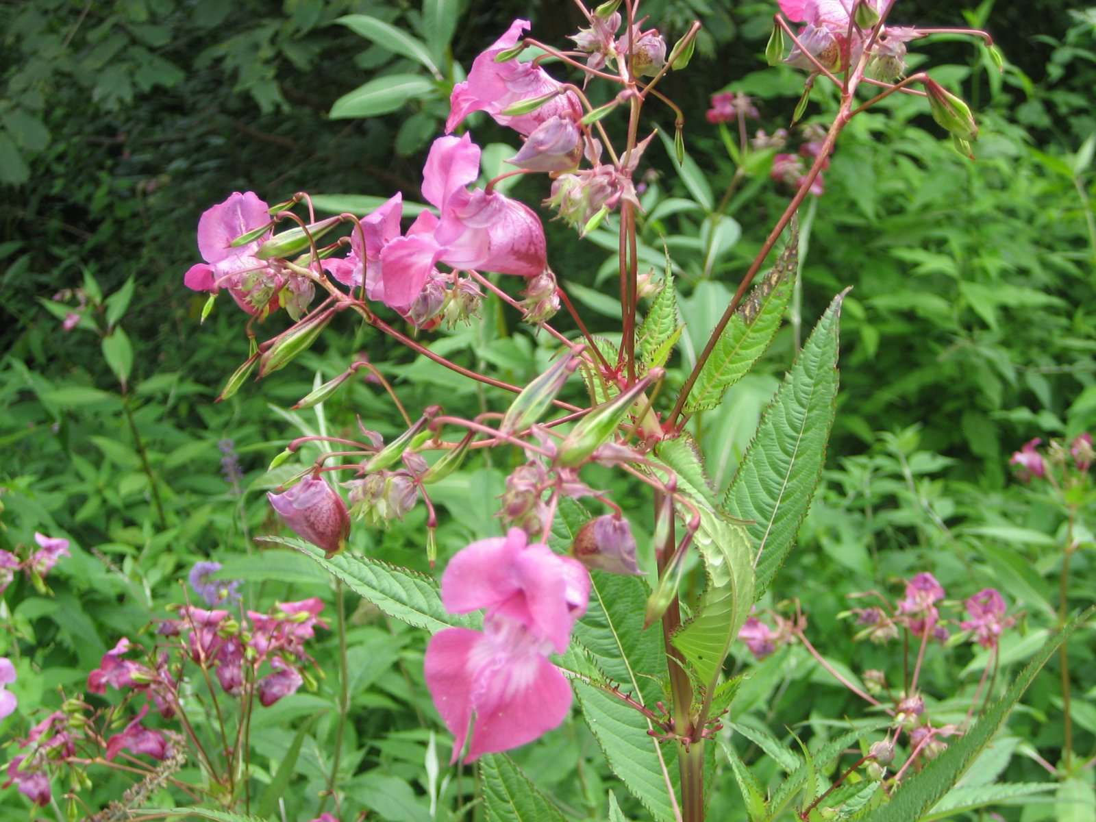 Balsamine de l'Himalaya (crédits: evelyne Liauzun)