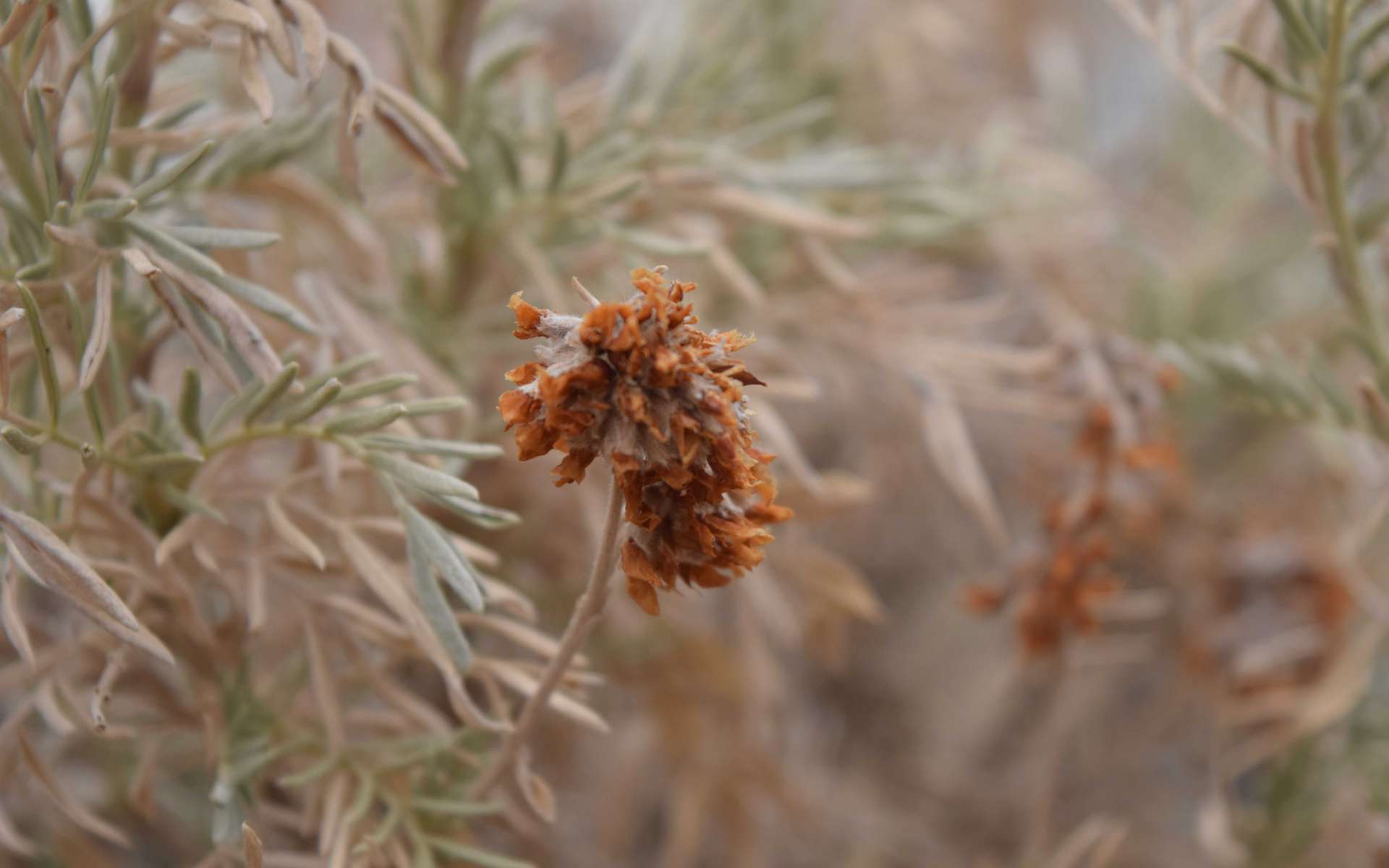 Barbe de Jupiter ( Crédits : Sabine Meneut)