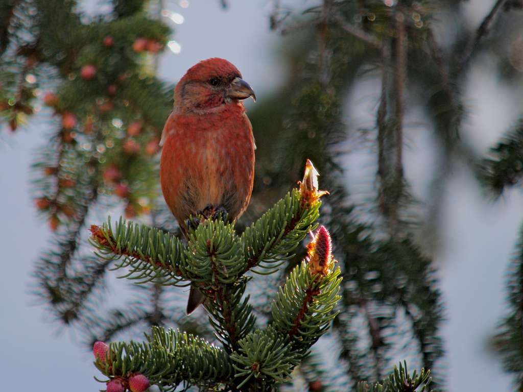 bec croisé des sapins - credit Franck Vassen