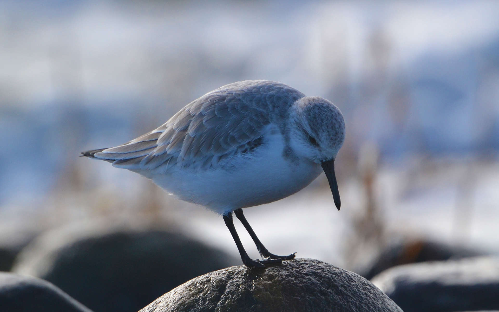 Bécasseau sanderling (Andrew C)