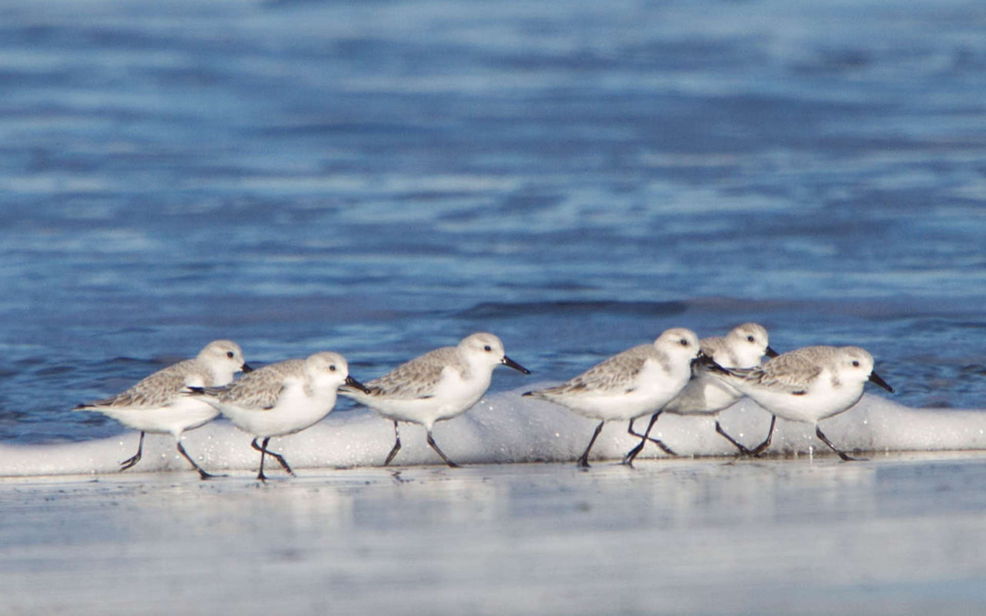 Bécasseau sanderling (Dawn Beattie)