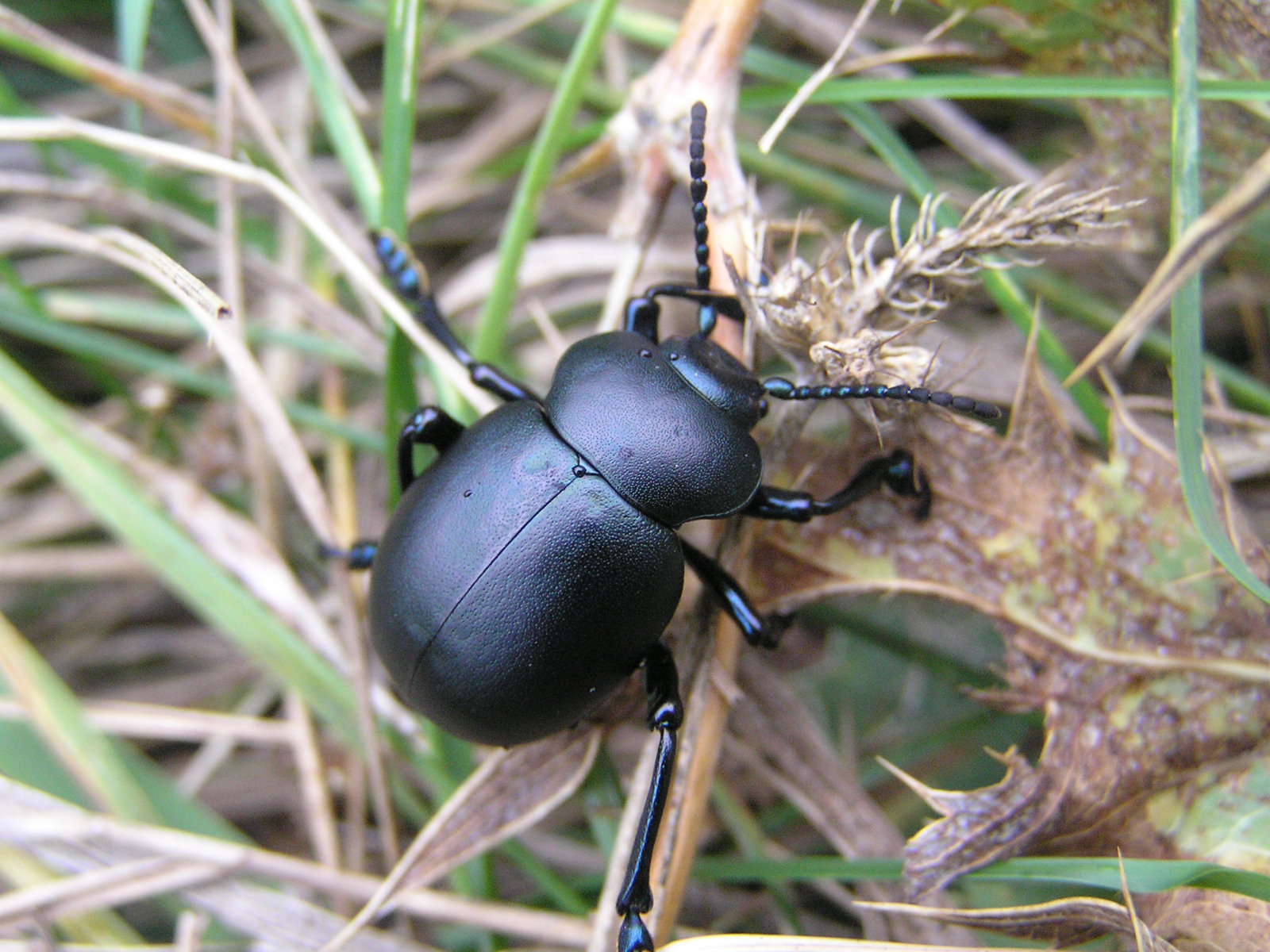 Crache-sang (Timarcha tenebricosa) © Ben Sale - Flickr