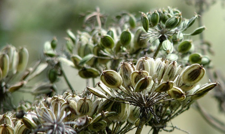 Berce Commune-Heracleum Sphondylium (crédit: Evelyn Simak)