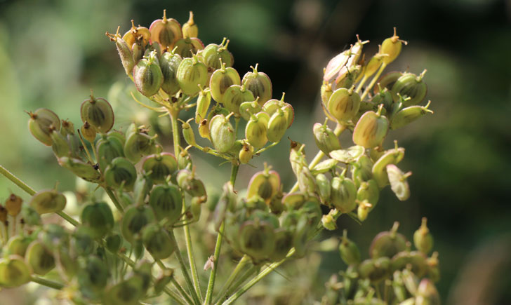 Berce Commune-Heracleum Sphondylium (crédit: Quessoy)